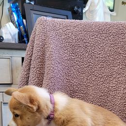 Pembroke Welsh Corgi Puppies from Seegrist Family Puppies