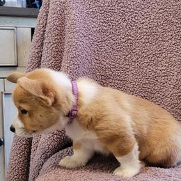 Pembroke Welsh Corgi Puppies from Seegrist Family Puppies