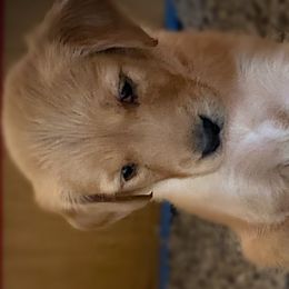 Boy 3 - Golden Golden Retriever puppy in Peekskill, New York from Storm King Golden Retrievers