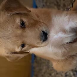 Boy 3 - Golden Golden Retriever puppy in Peekskill, New York from Storm King Golden Retrievers