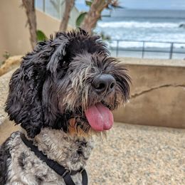 Australian Labradoodles from Running Brook Doodles
