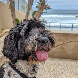 Australian Labradoodles from Running Brook Doodles