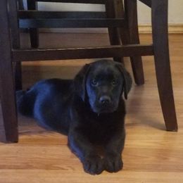 Labrador Retriever Puppies from Howard English Labradors