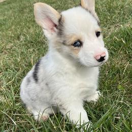 Belle - White and black female Pembroke Welsh Corgi puppy in Rolla, Missouri from Chapman Corgis