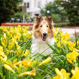 Collies from Storeybrooke Collies