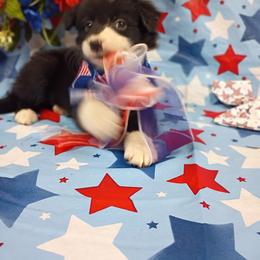 Border Collie Puppies from Stag Valley Homestead