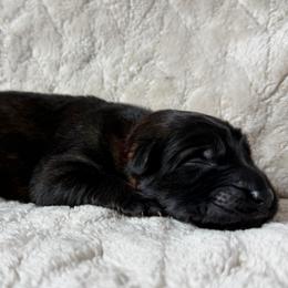 Orange - Sable male German Shepherd puppy in Tennessee from Chattanooga Tn German Shepherds
