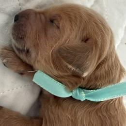 ANYA - Red  female Goldendoodle puppy in Porter Ranch, California from Jasperdoodle.com