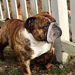Yeti - Bulldog