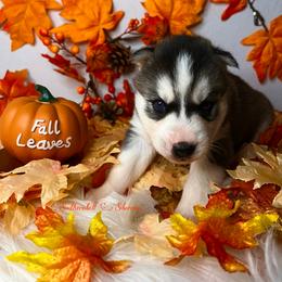 Siberian Husky Puppies from SouthernBell Siberian Huskies