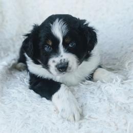 Boy 3 (Green) - Black tri-color male Australian Shepherd puppy in Yakima, Washington from Naches Heights Ranch