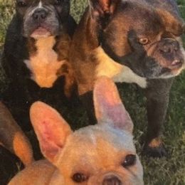 French Bulldogs from Fuller's Frenchie Farm