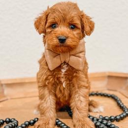 Elton - Red  male Goldendoodle puppy in Iola, Texas from Supreme Doodles of Texas