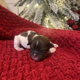 Winston - Black gold and white male Shih Tzu puppy in Lexington, North Carolina from SCS Shih Tzus