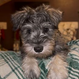 Hazel - Black and silver female Miniature Schnauzer puppy in Akeley, Minnesota from Great Northern Schnauzers