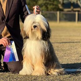 Penny - Tibetan Terrier