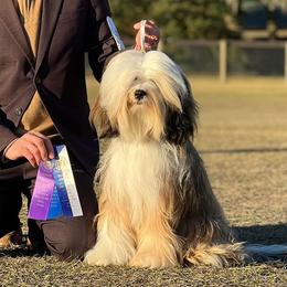 Penny - Tibetan Terrier