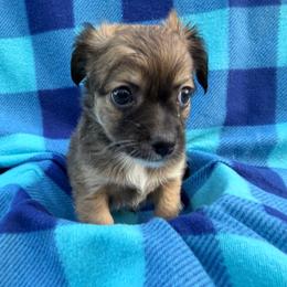McGruff - Sable spotted white male Chihuahua puppy in Palm Coast, Florida from Fiesta Pups