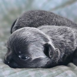 Chihuahua puppies from Nadezhda's Chihuahuas