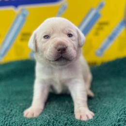 Chilly - Yellow male Labrador Retriever puppy in Puyallup, Washington from 12 Door Farm Labradors