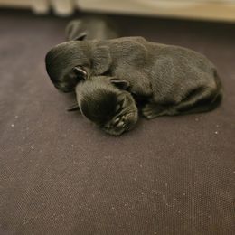 Boy 2 - Black male Brussels Griffon puppy in Fyffe, Alabama from BamaBrussels