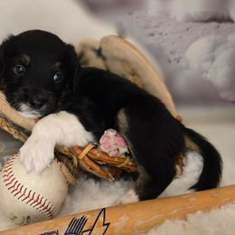 Elvis - Black male Double Doodle puppy in Prescott Valley, Arizona from Ramirez Family Doodles