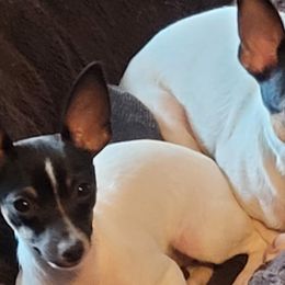 Toy Fox Terriers from Bee'Em Sea Kennel