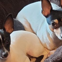 Toy Fox Terriers from Bee'Em Sea Kennel