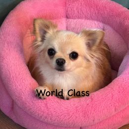 Mercy - Chihuahua