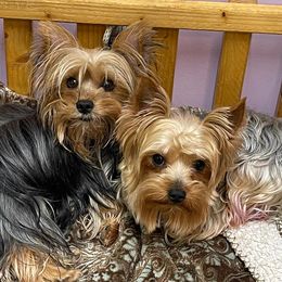 Double Doodles, Goldendoodles, Labradoodles, Poodles, and Yorkshire Terriers from Cotton Rack Farms