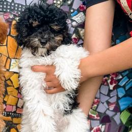Hugo - Black tri-color male Assorted Doodle Crosses puppy in Arlington, Washington from Doodle Love Laugh