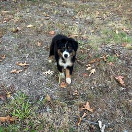 Pink collar girl - Black tri-color female Australian Shepherd puppy in Hartville, Missouri from Stamper K9’s