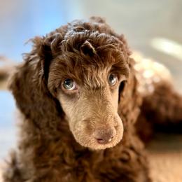 Wren - Brown male Poodle puppy in Peyton, Colorado from Fuzzybottoms Ranch LLC
