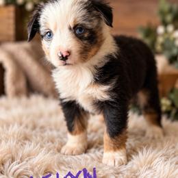 Laikyn - Blue merle female Miniature American Shepherd puppy in Sanger, California from Flying M Cactus Ranch Buddies