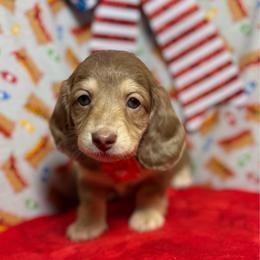 Holly - Chocolate and cream female Dachshund puppy in Somerset, Pennsylvania from Rae’s Dapper Dachshunds