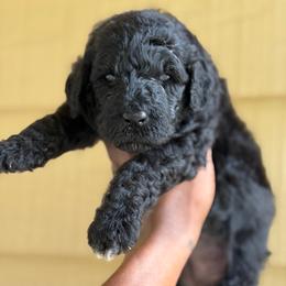 Halaena - Black female Poodle puppy in Atlanta, Georgia from Syren House Doodles & Poodles