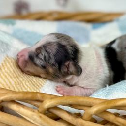 Grogu - Dapple male Dachshund puppy in Boon, Michigan from Michiana Dachshunds