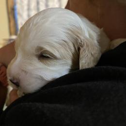 Cockapoo Puppies from Country J Canines