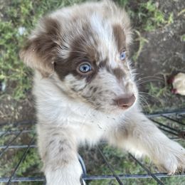 Sheldon - Red merle male Australian Shepherd puppy in Amarillo, Texas from 6J Aussies Australian Shepherds
