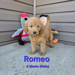 Romeo - Red male Labradoodle puppy in Genoa City, Wisconsin from Sakura Pups