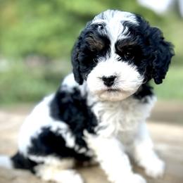Cavapoo Puppies from Kelly Brooks