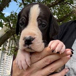 Roux - Mantle male Great Dane puppy in Cadillac, Michigan from Garrow Danes House of Blues