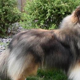 Shetland Sheepdogs from Weis Shelties