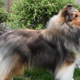 Shetland Sheepdogs from Weis Shelties