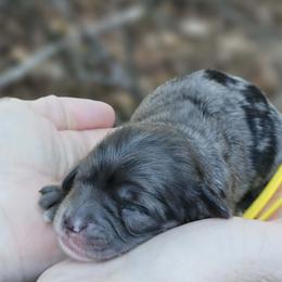 Journey - Merle female Cockapoo puppy in Louisburg, North Carolina from Raven Oak's Mini Cockapoos