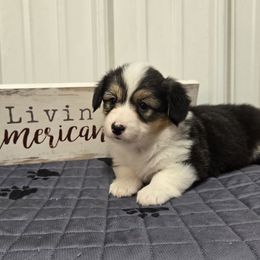 2 female - Black and tan female Pembroke Welsh Corgi puppy in Harrisburg, Illinois from Parish Corgis