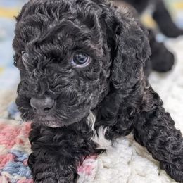 Aussiedoodle, Cavapoo, and Poodle Puppies from Robin's Nest Farm