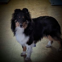 Shetland Sheepdog All Grown Up from Spring Valley shelties