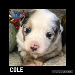 Miniature Australian Shepherd Puppies from Barnyard Aussies