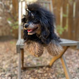 Pip - Phantom male Poodle puppy in Arlington, Texas from Van Haselen Poodles and Doodles